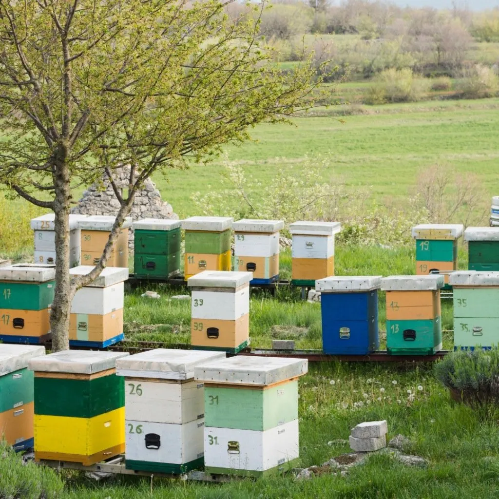 kwas octowy 80% odczynnik techniczny